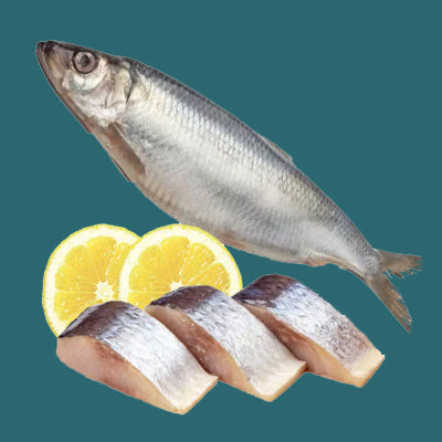 HERRING